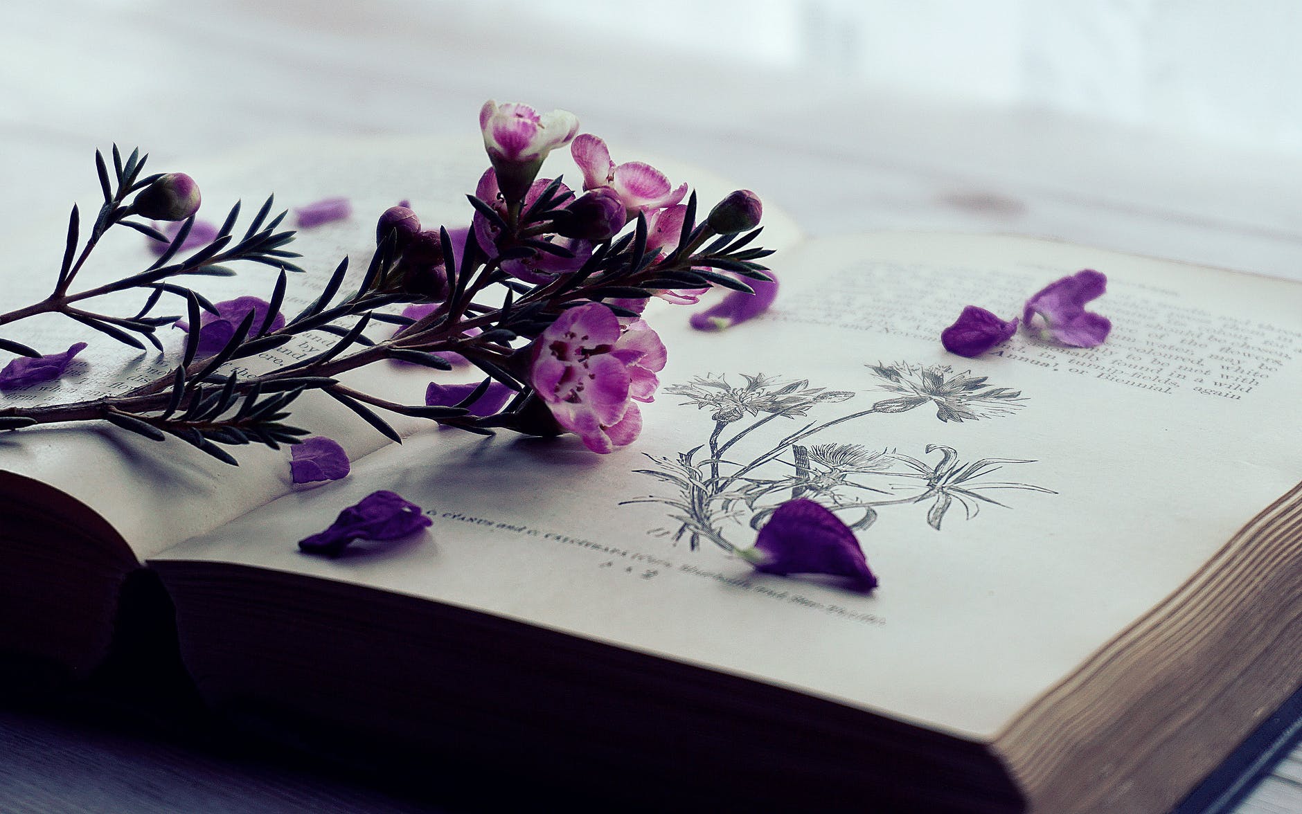 selective focus photography of purple flowers on book page